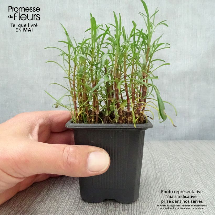 Amostra de Coreópsis rosea Nana Vaso de 8/9 cm tal como entregue na primavera