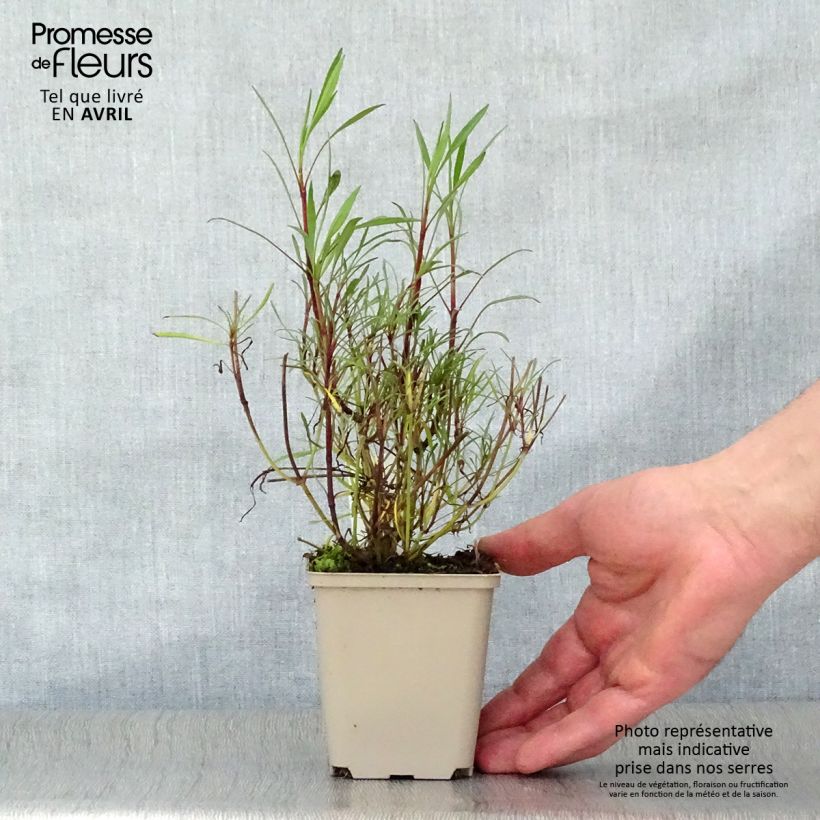 Amostra de Coreópsis rosea Sweet Dreams Vaso de 8/9 cm tal como entregue na primavera