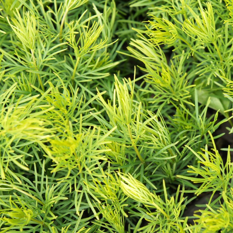 Coreópsis verticillata Sunbeam (Folhagem)