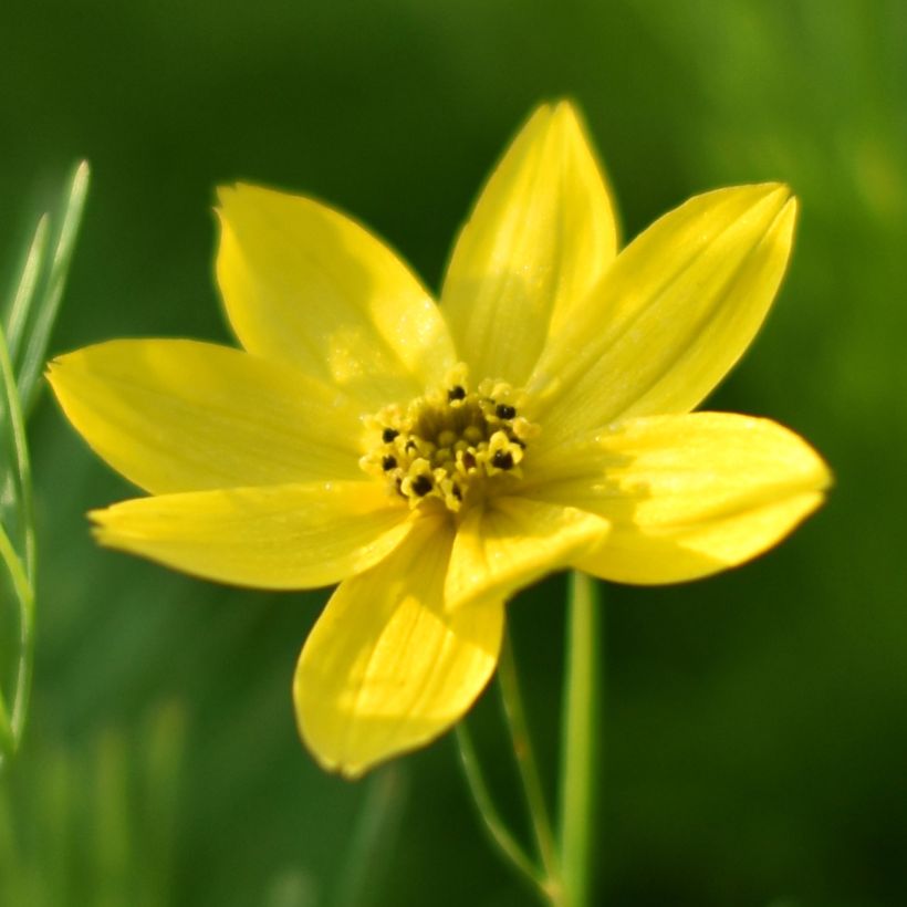 Coreópsis verticillata Sunbeam (Floração)