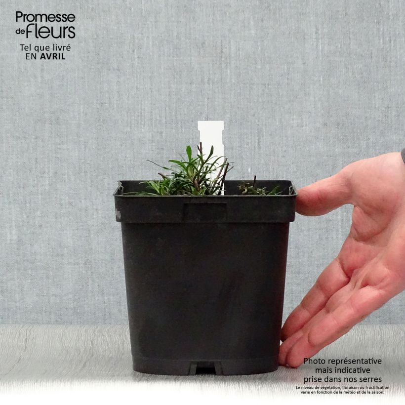 Amostra de Coreópsis verticillata Moonbeam Vaso de 2 L/3 L tal como entregue na primavera