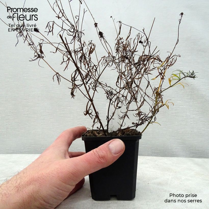 Amostra de Coreopsis verticillata Moonbeam (Clair de Lune) - Coréopsis verticillé Vaso de 7/8 cm tal como entregue no inverno