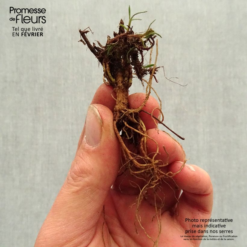 Amostra de Coreopsis verticillata S&S Curry Up - Coreopsis verticillé Petites Racines nues tal como entregue no inverno