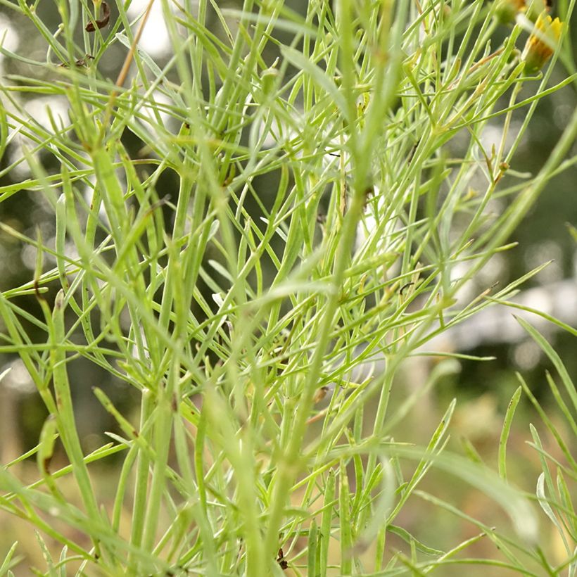 Coreópsis verticillata Curry Up (Folhagem)