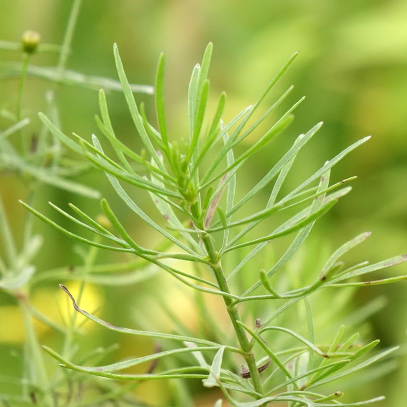 Coreópsis verticillata Sassy Saffron (Folhagem)