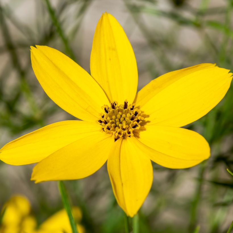 Coreópsis verticillata Zagreb (Floração)