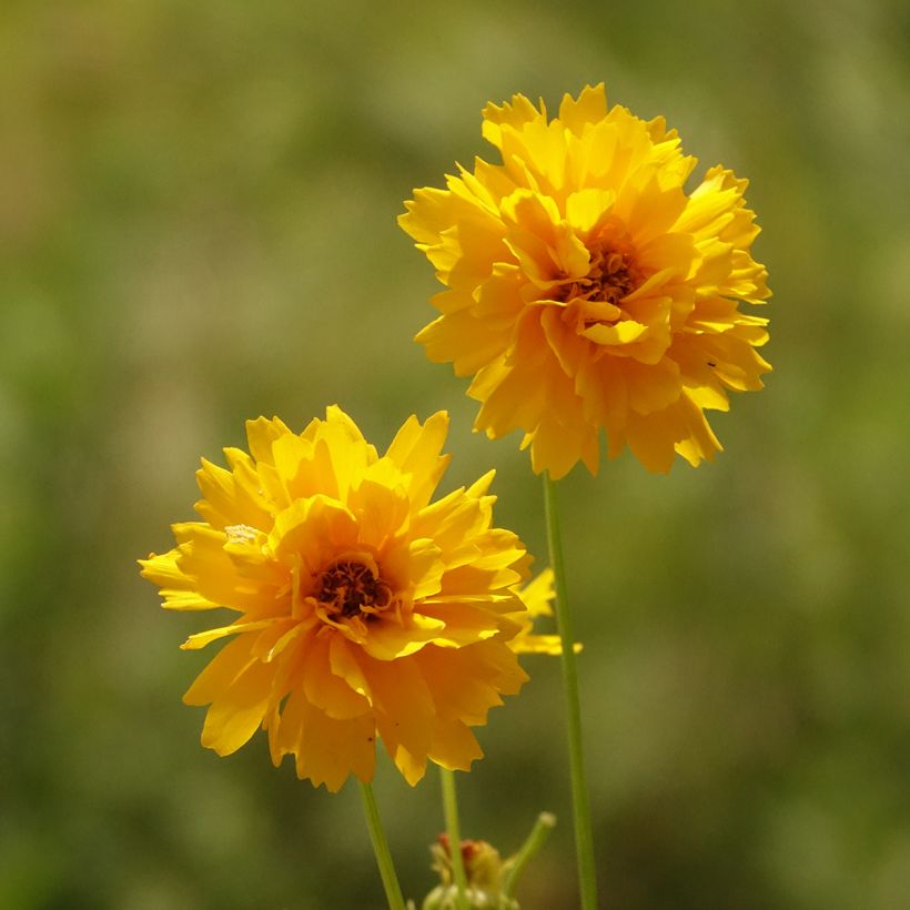 Coreópsis alpinus Early Sunrise (Floração)