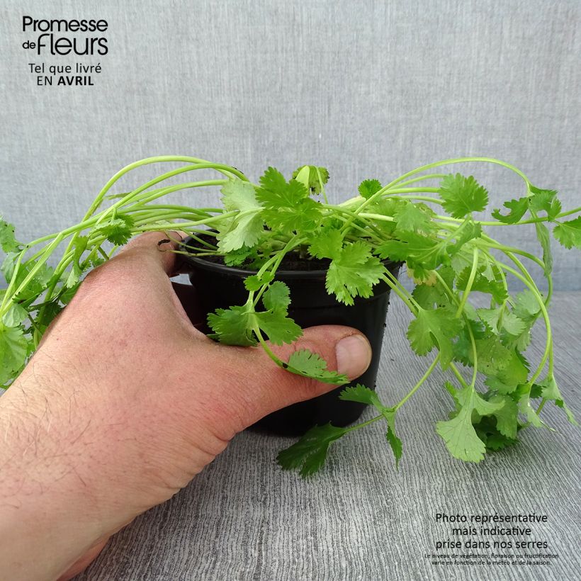 Amostra de Coriandre Eagle en plants Vaso de 8/9 cm tal como entregue na primavera