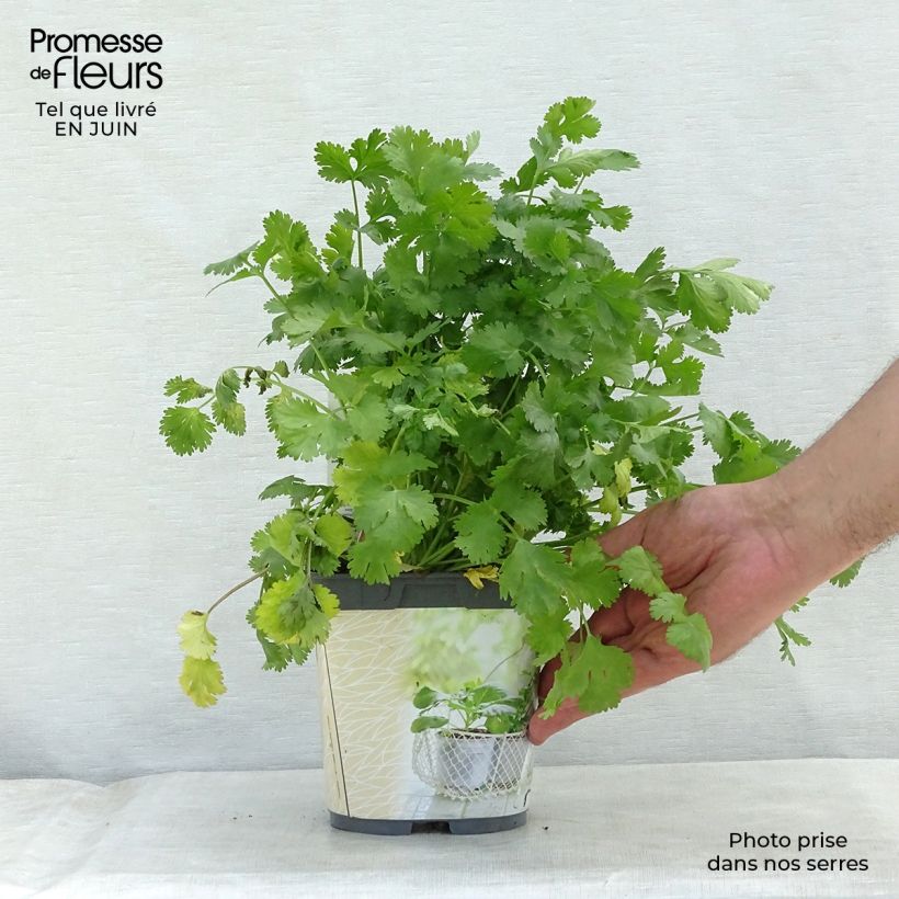 Amostra de Coentro Bio plantas jovens Vaso de 1 L/1,5 L tal como entregue no verão
