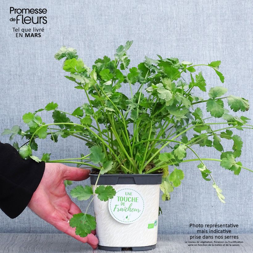 Amostra de Coriandre cultivée en plants Bio Pot de 1L/1,5L tal como entregue na primavera