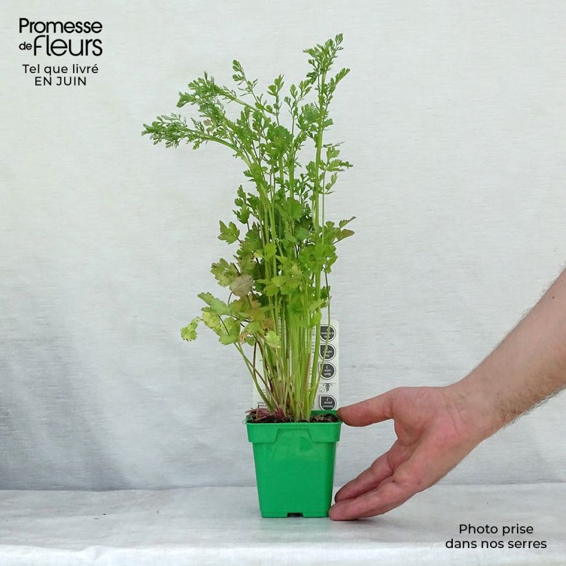 Amostra de Coentro-vietnamita - Persicaria odorata plantas jovens Vaso de 8/9 cm tal como entregue no verão