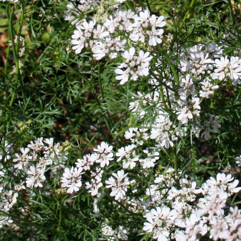 Coentro cultivado plantas jovens (Floração)