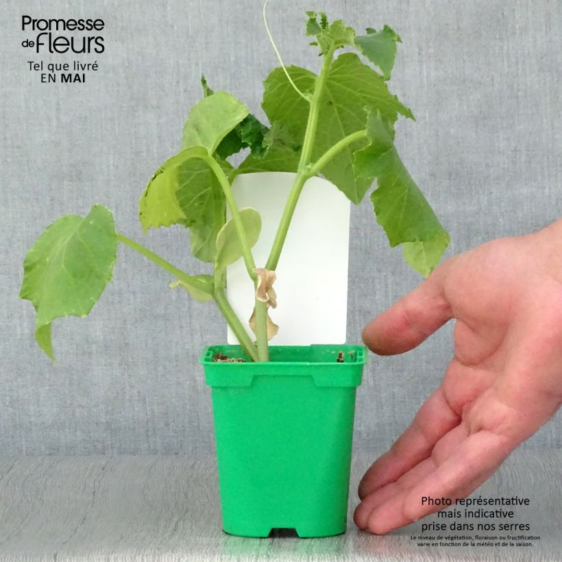 Amostra de Cornichon Szatmar F1 en plants Vaso de 10 cm/11 cm tal como entregue na primavera