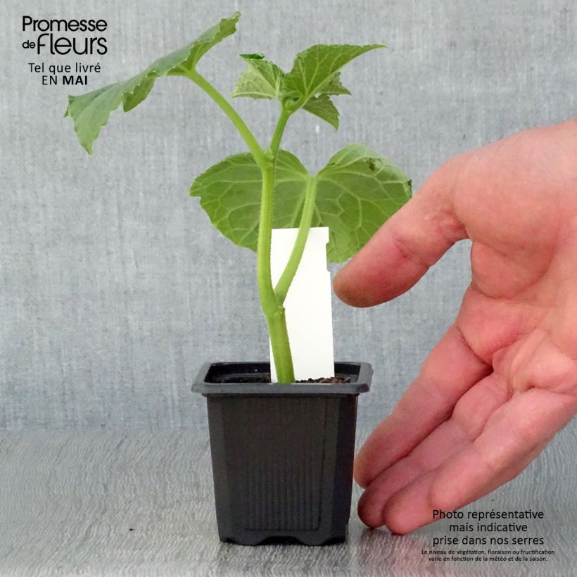 Amostra de Cornichon Vert Petit de Paris en plants Godet de 7/8 cm tal como entregue na primavera