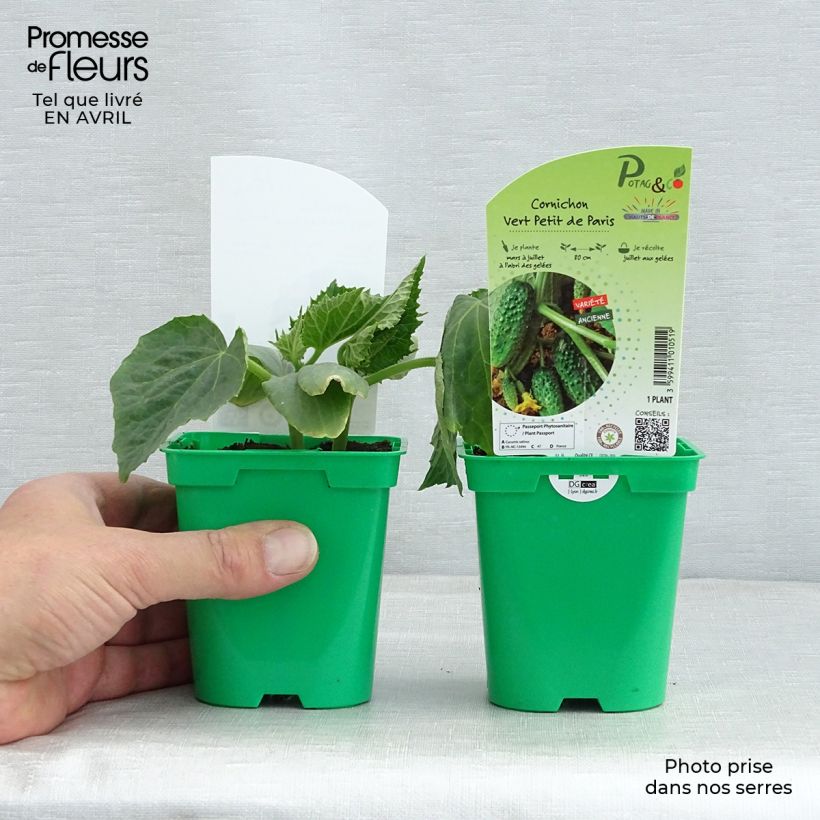 Amostra de Cornichon Vert Petit de Paris en plants Pot de 10 cm/11cm tal como entregue na primavera