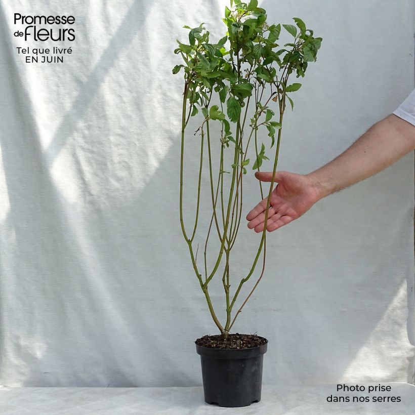 Amostra de Corniso branco - Cornus alba Vaso de 2 L/3 L tal como entregue no verão