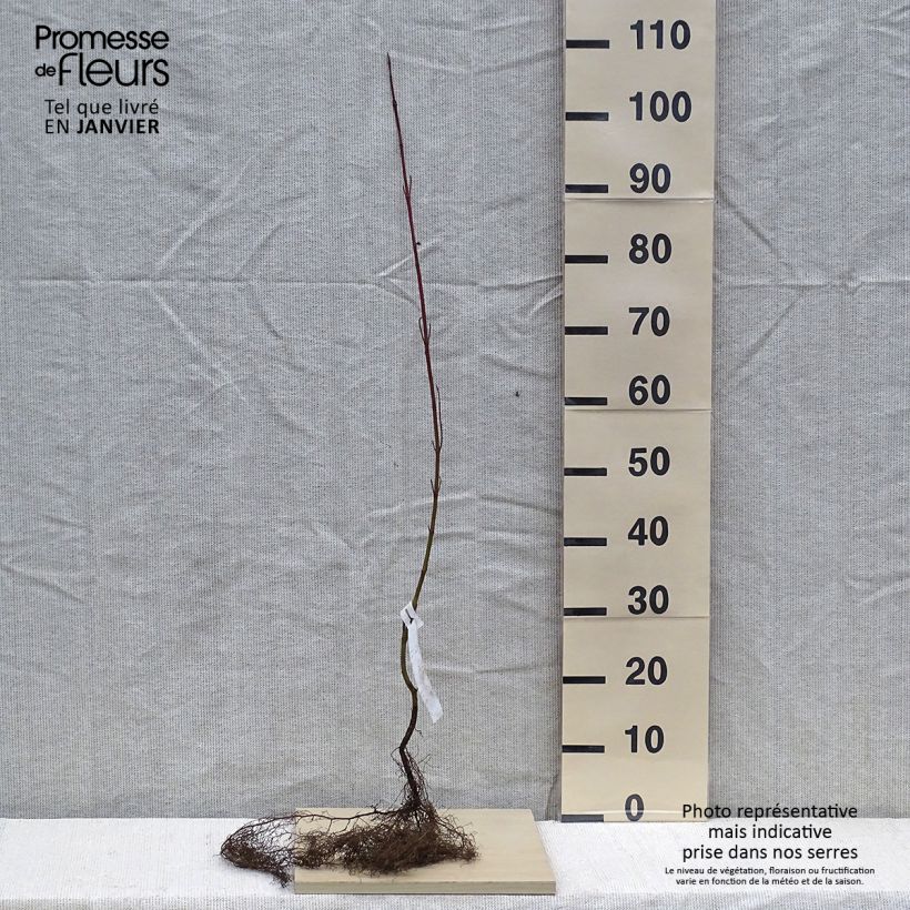 Amostra de Cornus alba - Cornouiller blanc Raízes nuas tal como entregue no inverno