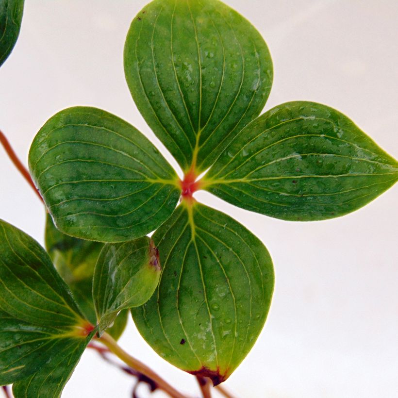 Cornus canadensis (Folhagem)
