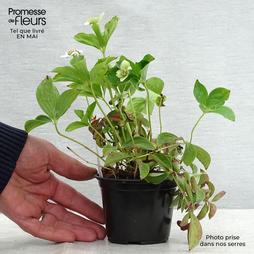 Amostra de Cornus canadensis Vaso de 8/9 cm tal como entregue na primavera