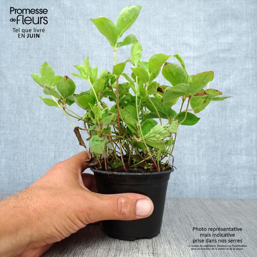 Amostra de Cornus canadensis Vaso de 8/9 cm tal como entregue no verão