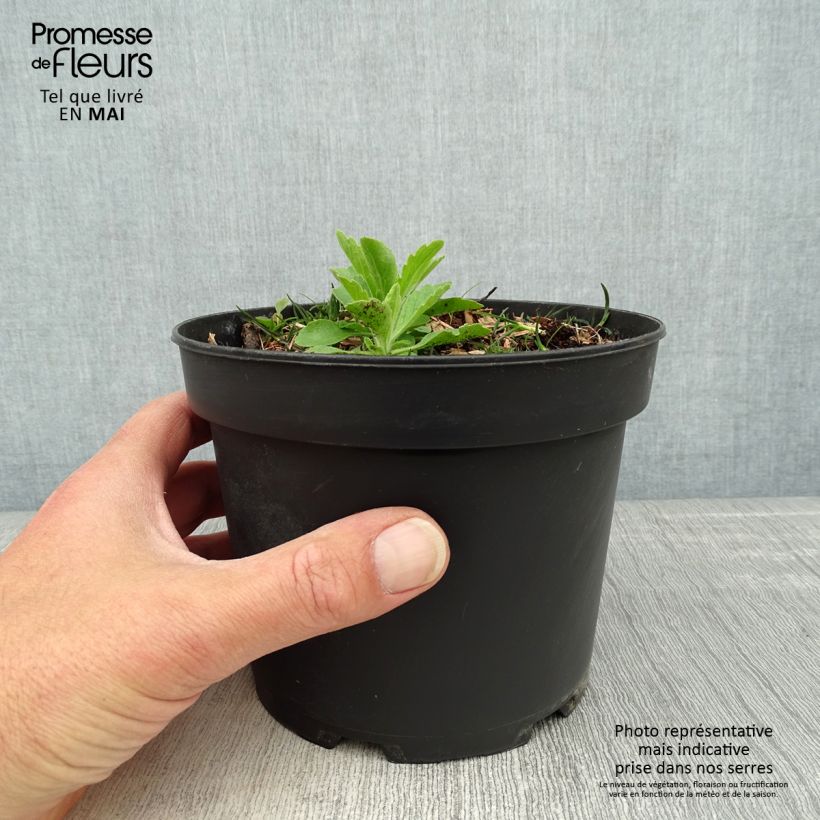 Amostra de Cornus canadensis Vaso de 2 L/3 L tal como entregue na primavera