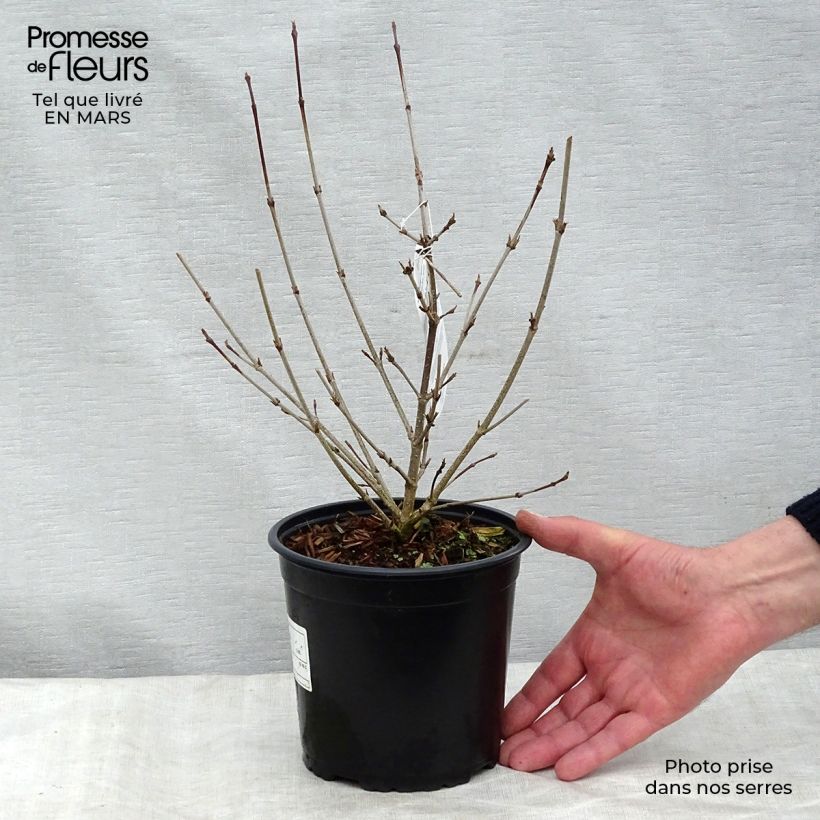 Amostra de Cornus kousa - Cornouiller du Japon Vaso de 2 L/3 L tal como entregue no inverno