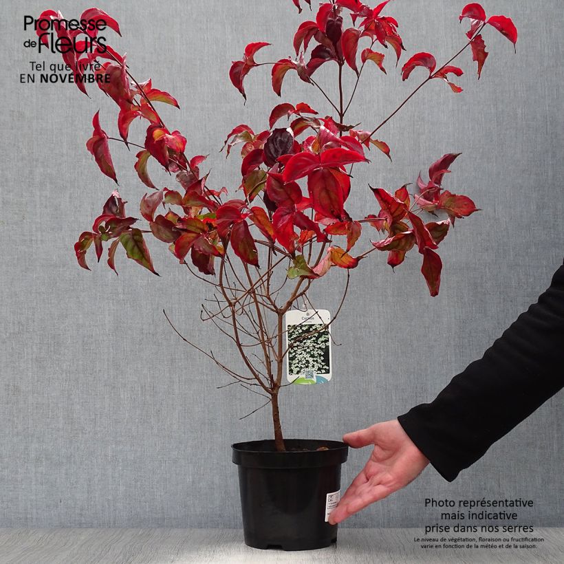 Amostra de Corneiro-do-japão - Cornus kousa Vaso de 2 L/3 L tal como entregue no outono