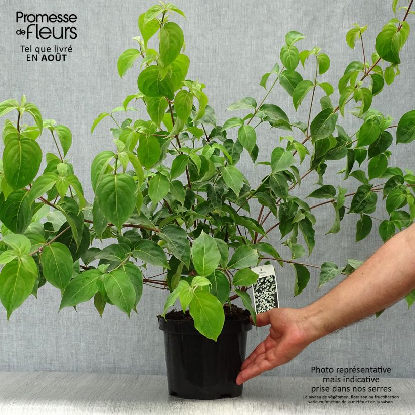 Amostra de Corneiro-do-japão - Cornus kousa Vaso de 2 L/3 L tal como entregue no verão