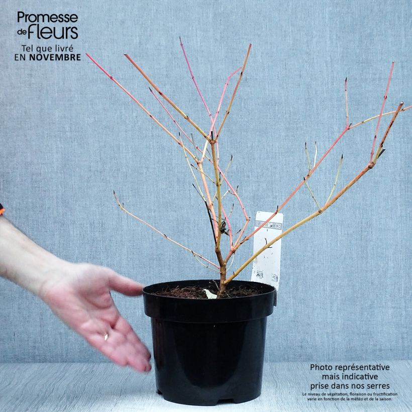 Amostra de Cornus sanguinea Anny's Winter Orange Vaso de 2 L/3 L tal como entregue no outono
