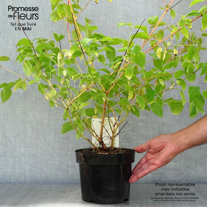Amostra de Cornus sanguinea Anny's Winter Orange Vaso de 2 L/3 L tal como entregue na primavera