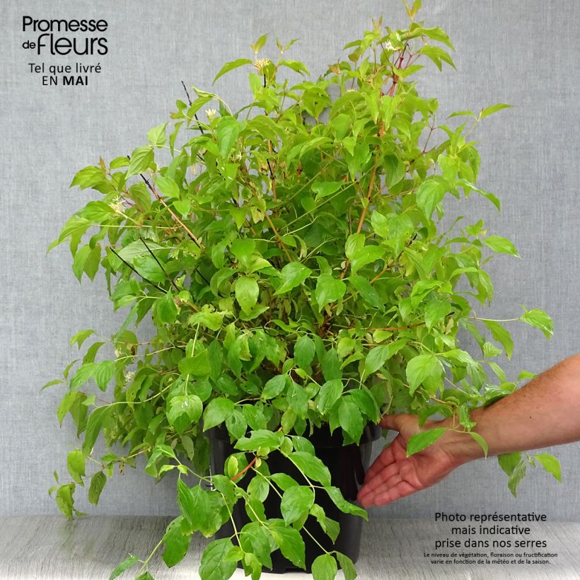 Amostra de Cornus sanguinea Anny's Winter Orange Vaso de 7,5 L/10 L tal como entregue na primavera