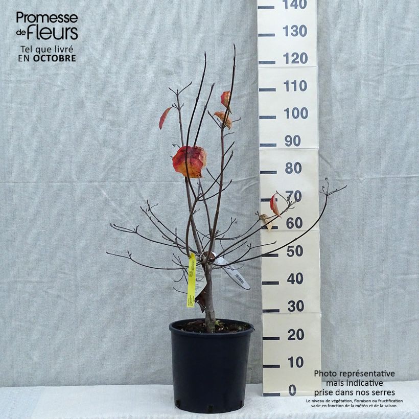 Amostra de Cornus Ascona Vaso de 12 L/15 L tal como entregue no outono