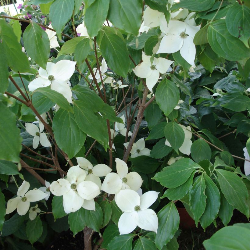 Cornus Eddie's White Wonder (Floração)