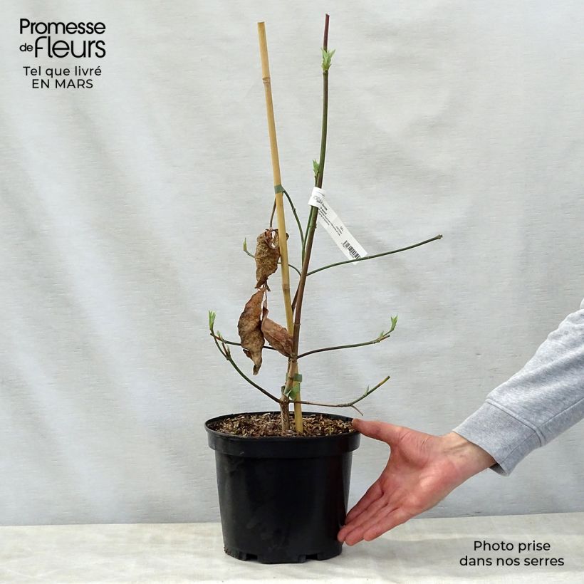 Amostra de Cornus Eddie's White Wonder Vaso de 4 L/5 L tal como entregue na primavera