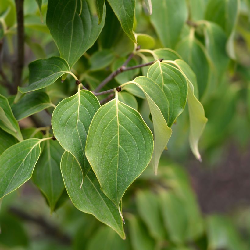 Cornus Eddie's White Wonder (Folhagem)