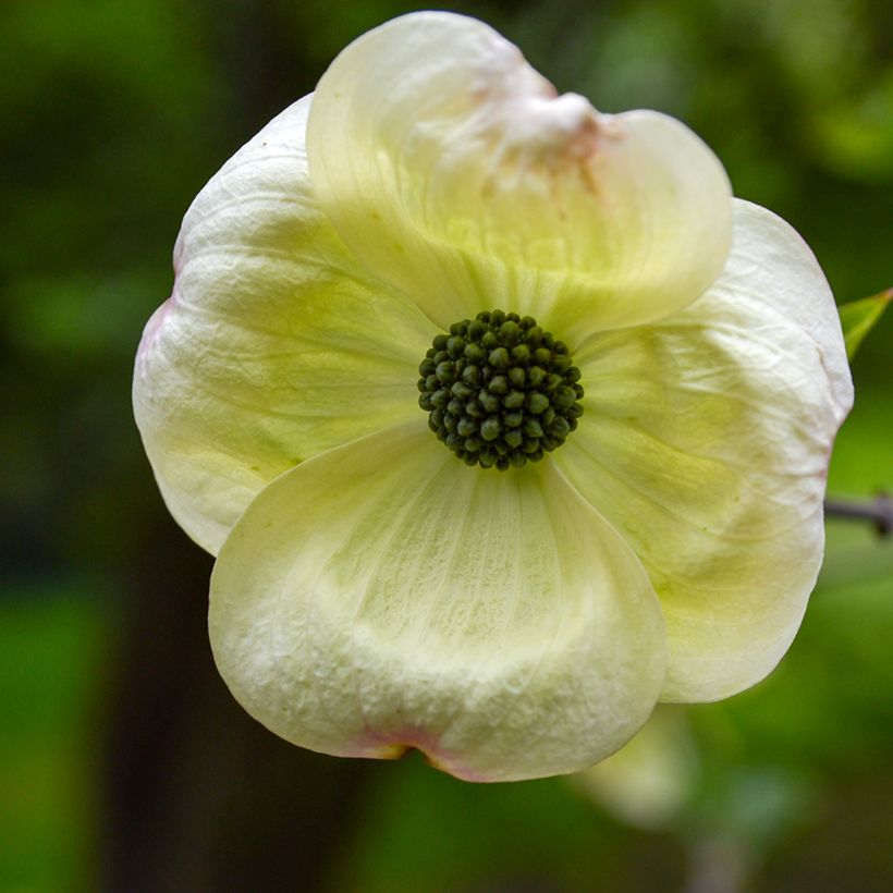 Cornus Eddie's White Wonder (Floração)