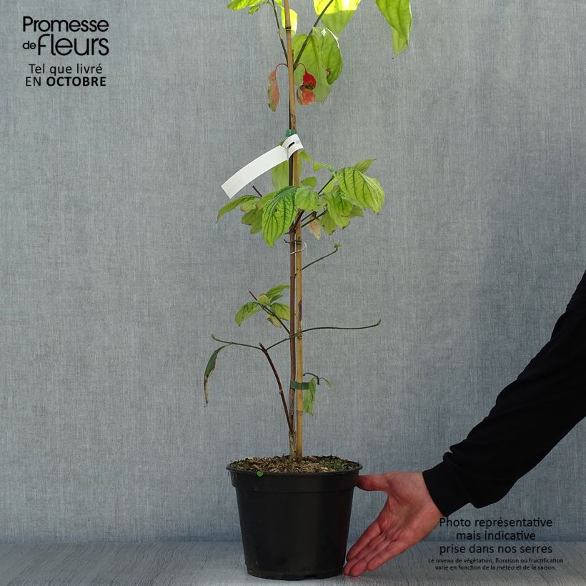 Amostra de Cornus Eddie's White Wonder Vaso de 4 L/5 L tal como entregue no outono