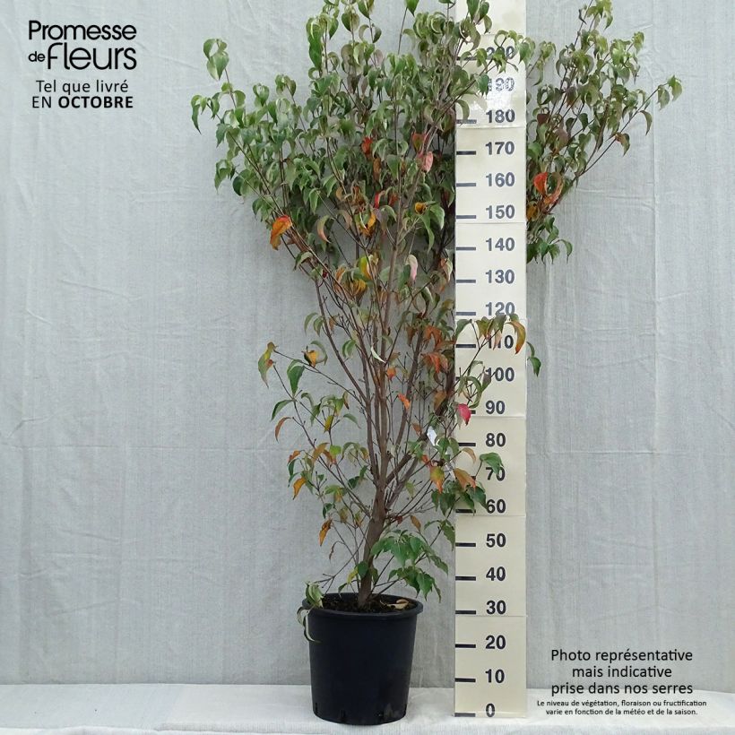 Amostra de Corneiro-do-japão Milky Way - Cornus kousa Vaso de 18 L/20 L tal como entregue no outono
