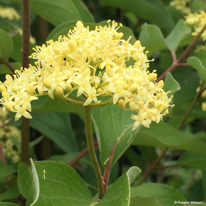 Cornus asperifolia var. drummondii Sunshiny Drops (Floração)