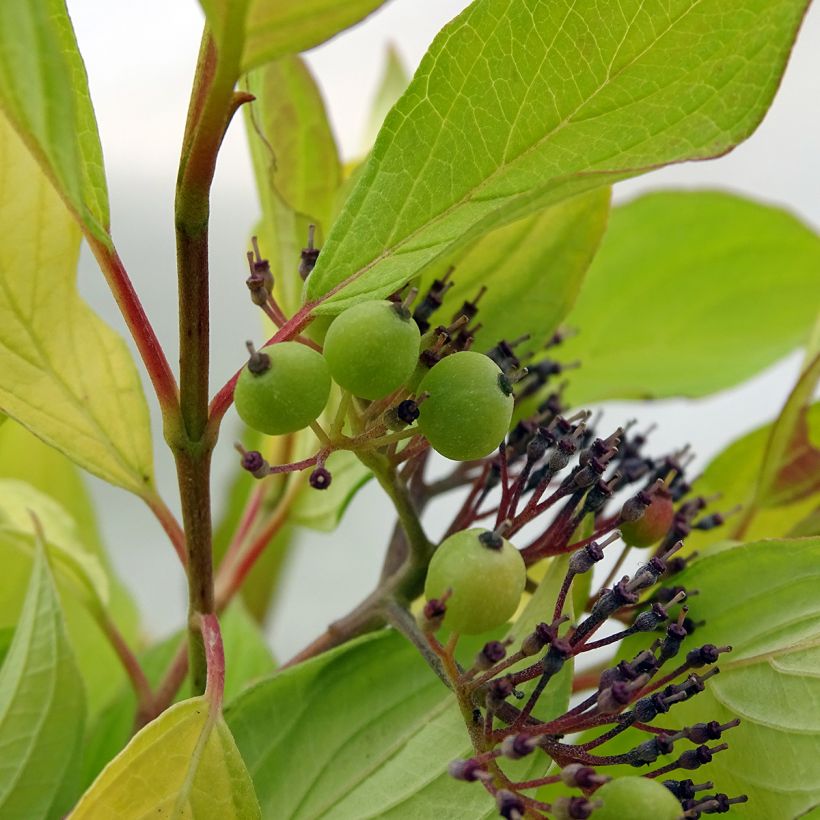 Corniso branco Aurea - Cornus alba (Colheita)