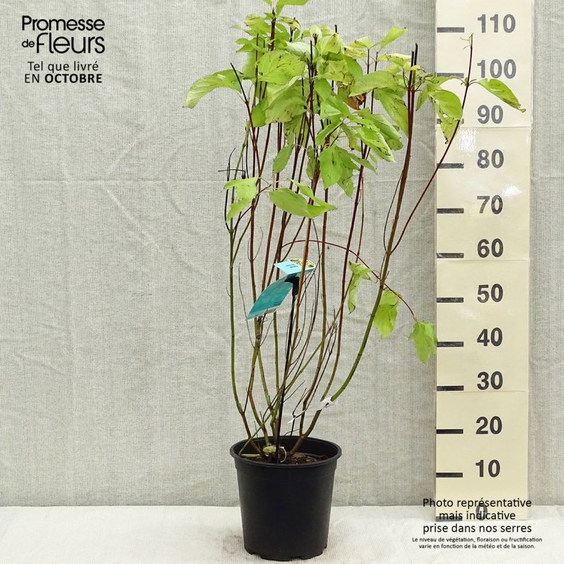 Amostra de Corniso branco Aurea - Cornus alba Vaso de 7,5 L/10 L tal como entregue no outono