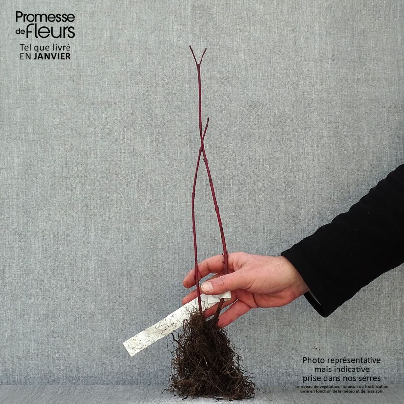 Amostra de Cornus alba Aurea - Cornouiller blanc Raízes nuas tal como entregue no inverno