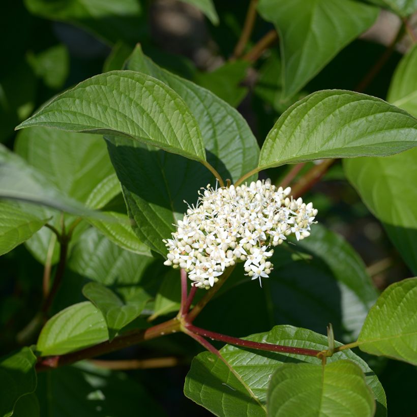Corniso branco - Cornus alba (Floração)