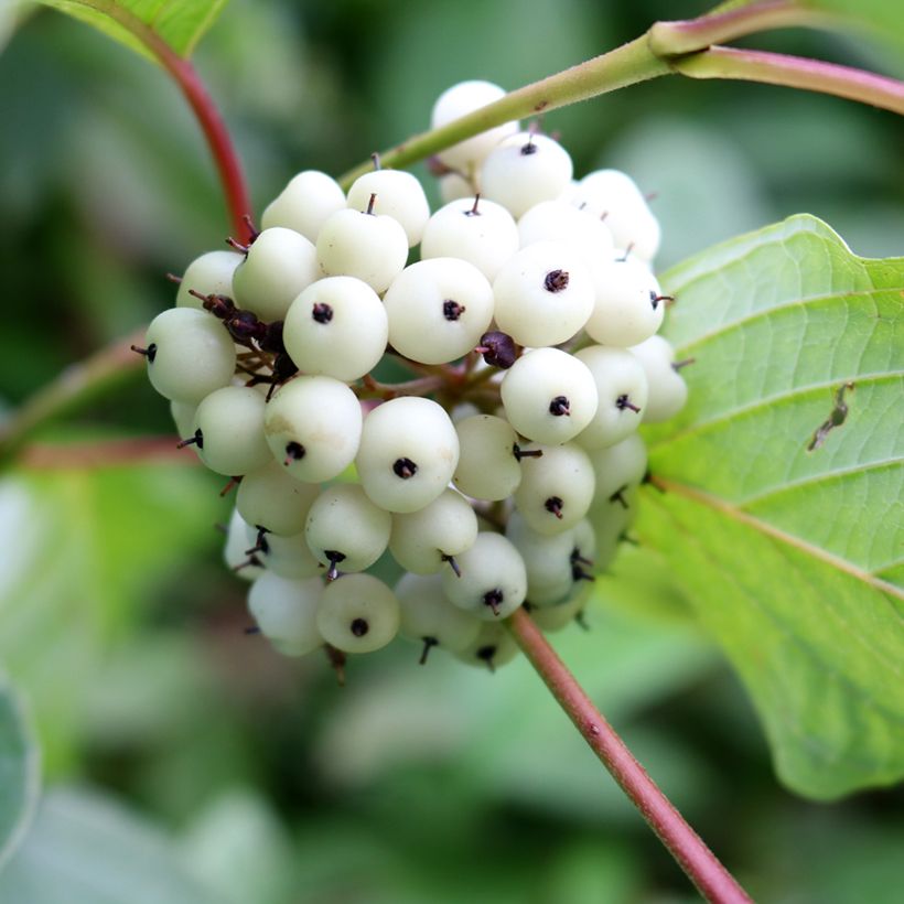 Corniso branco - Cornus alba (Colheita)