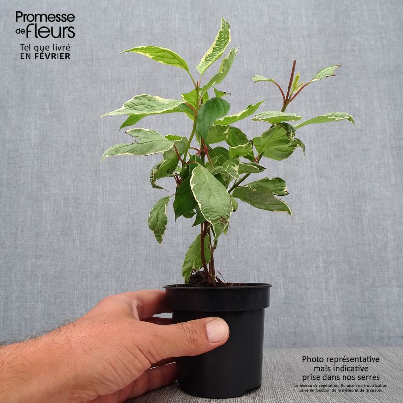 Amostra de Cornus alba Cream Cracker - Cornouiller blanc Vaso de 10 cm/11 cm tal como entregue no outono