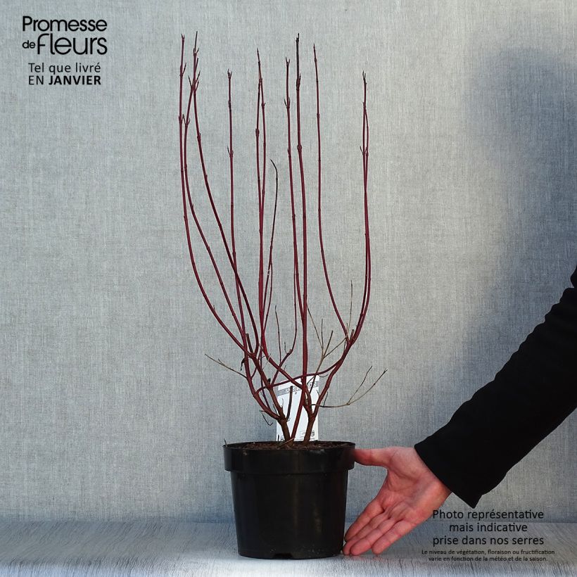 Amostra de Cornus alba Cream Cracker - Cornouiller blanc Vaso de 2 L/3 L tal como entregue no inverno