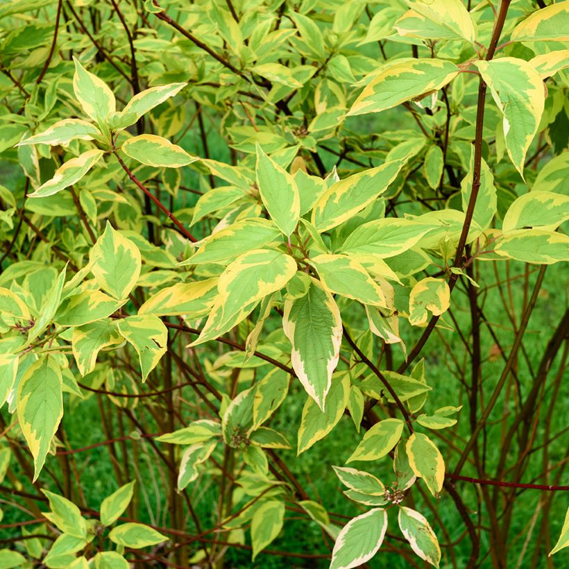 Corniso branco Gouchaultii (Folhagem)