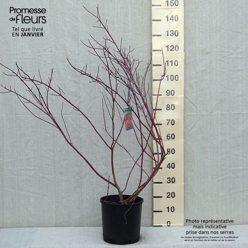 Amostra de Cornus alba Gouchaultii - Cornouiller blanc Vaso de 7,5 L/10 L tal como entregue no inverno