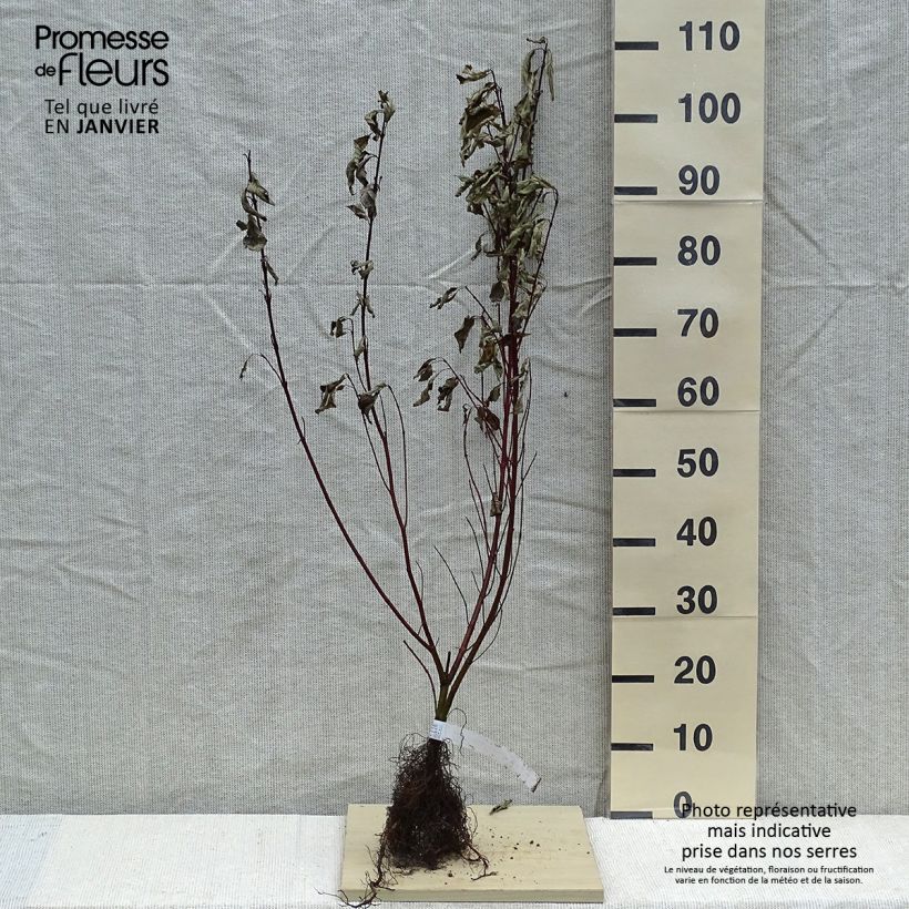 Amostra de Cornus alba Gouchaultii - Cornouiller blanc Raízes nuas tal como entregue no inverno