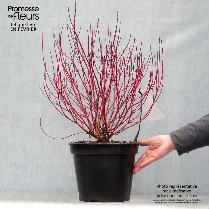 Amostra de Cornus alba Ivory Halo - Cornouiller blanc Vaso de 7,5 L/10 L tal como entregue no inverno